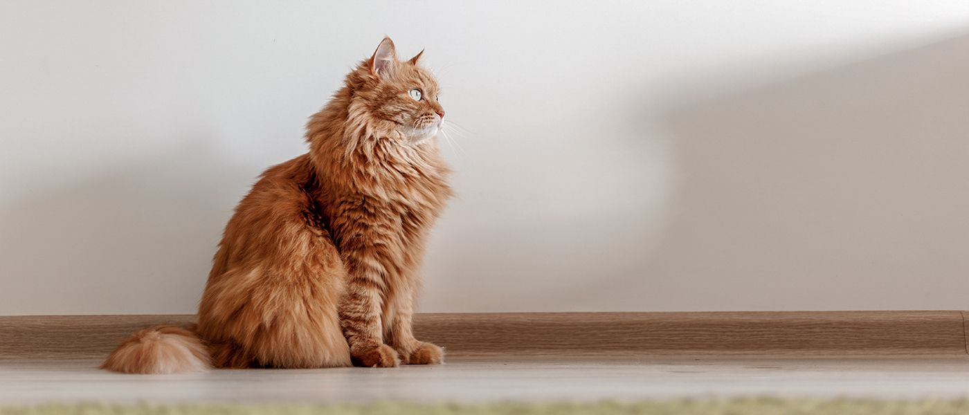 Cat randomly 2024 started peeing everywhere