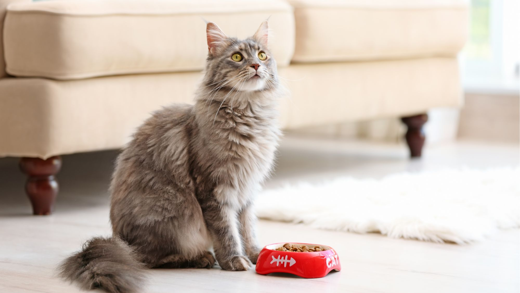 Grey cat sitting on cream carpet 