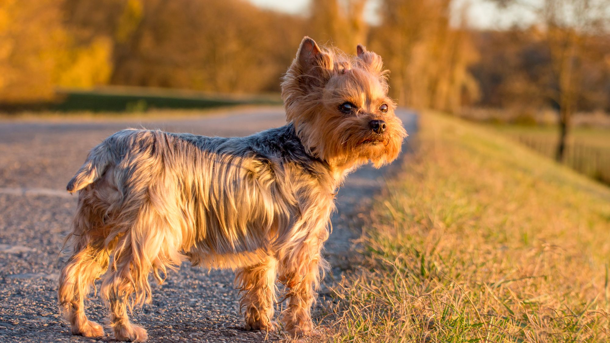 Best food for outlet senior yorkie