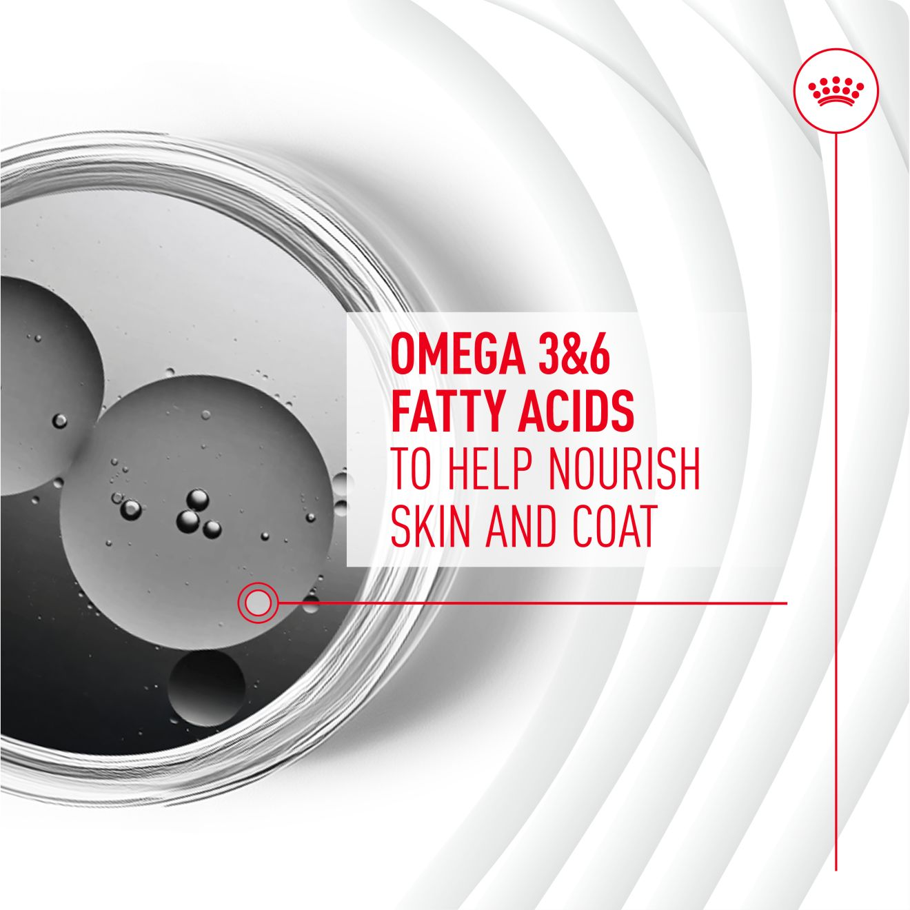Adult Skin & Coat Supplement 240g