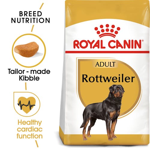 Rottweiler Adult