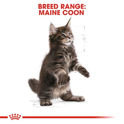 Royal canin maine coon kitten hot sale dry food