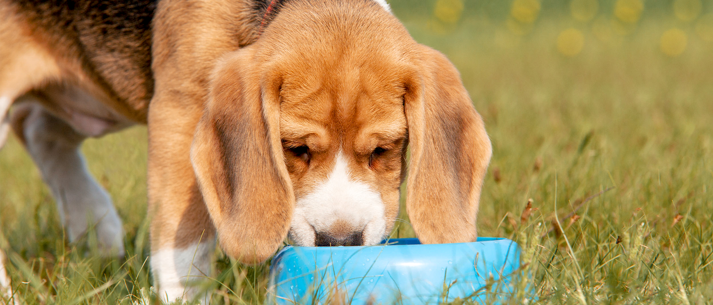 Puppy Beagle standing outside eating from a blue bowl.
