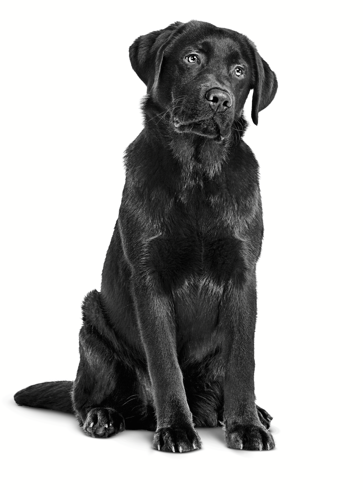 labrador retriever adult