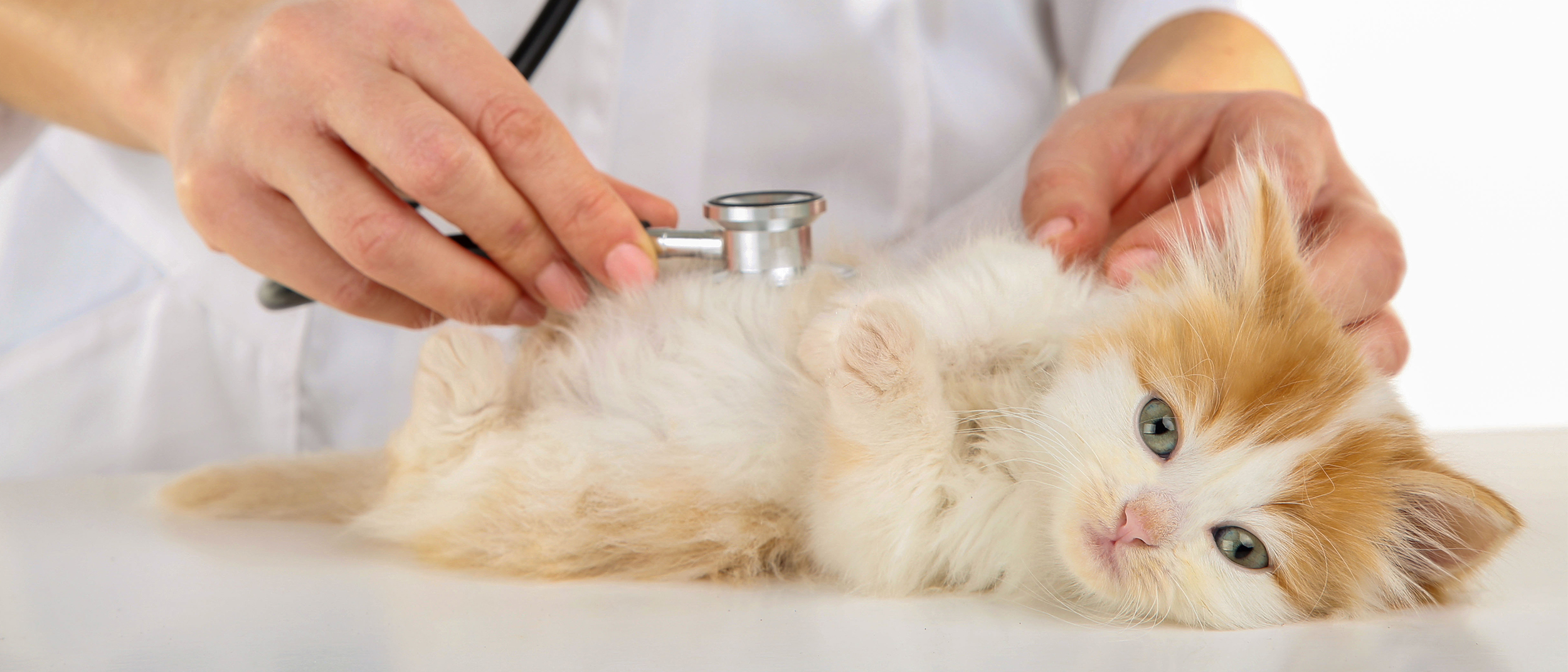 Gatito acostado en una camilla mientras lo examina un veterinario