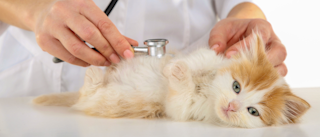 Kitten lying on a table being examined by a vet