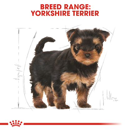 BHN-PuppyYorkshire-CV-EretailKit-4