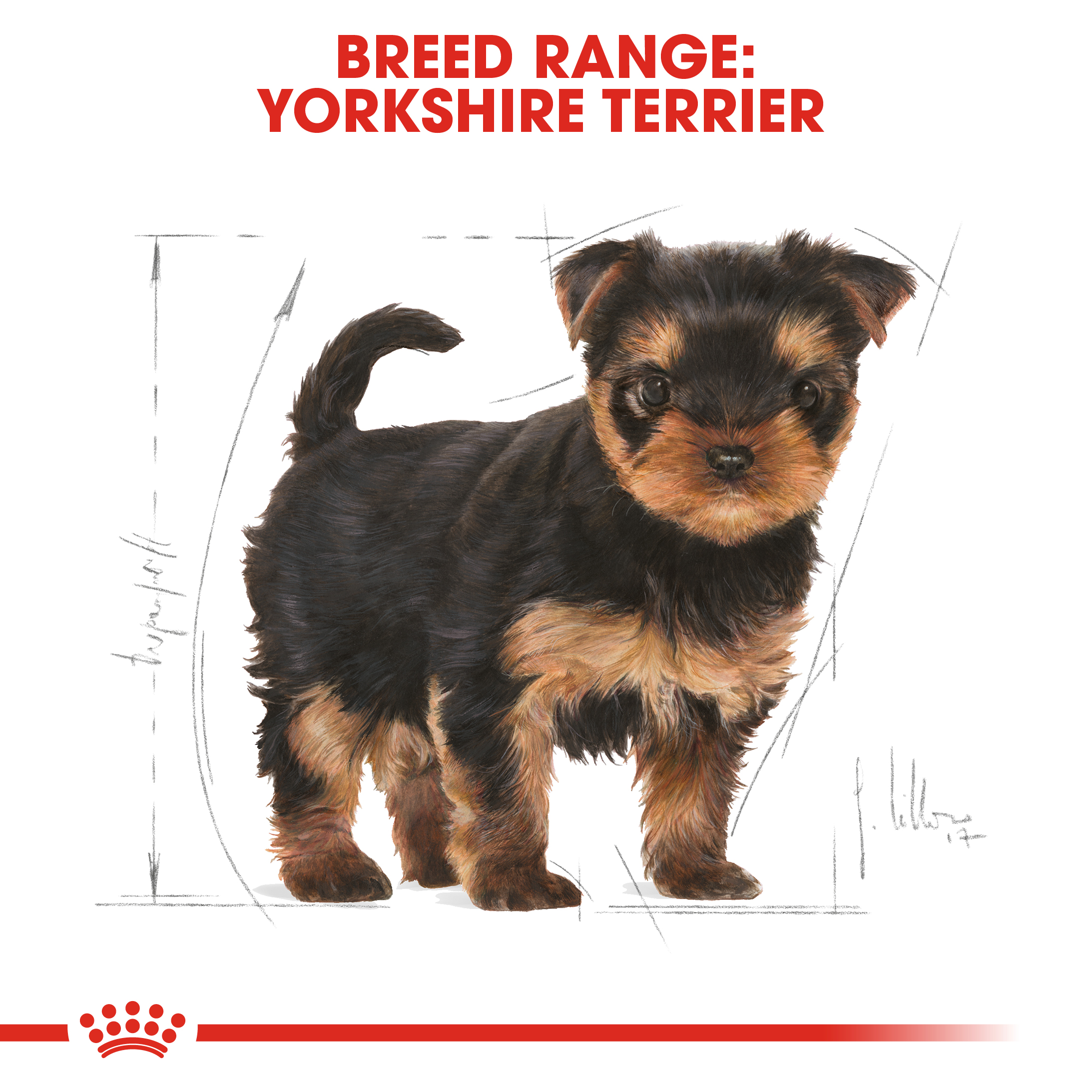 Yorkshire Terrier Puppy Kering Royal Canin
