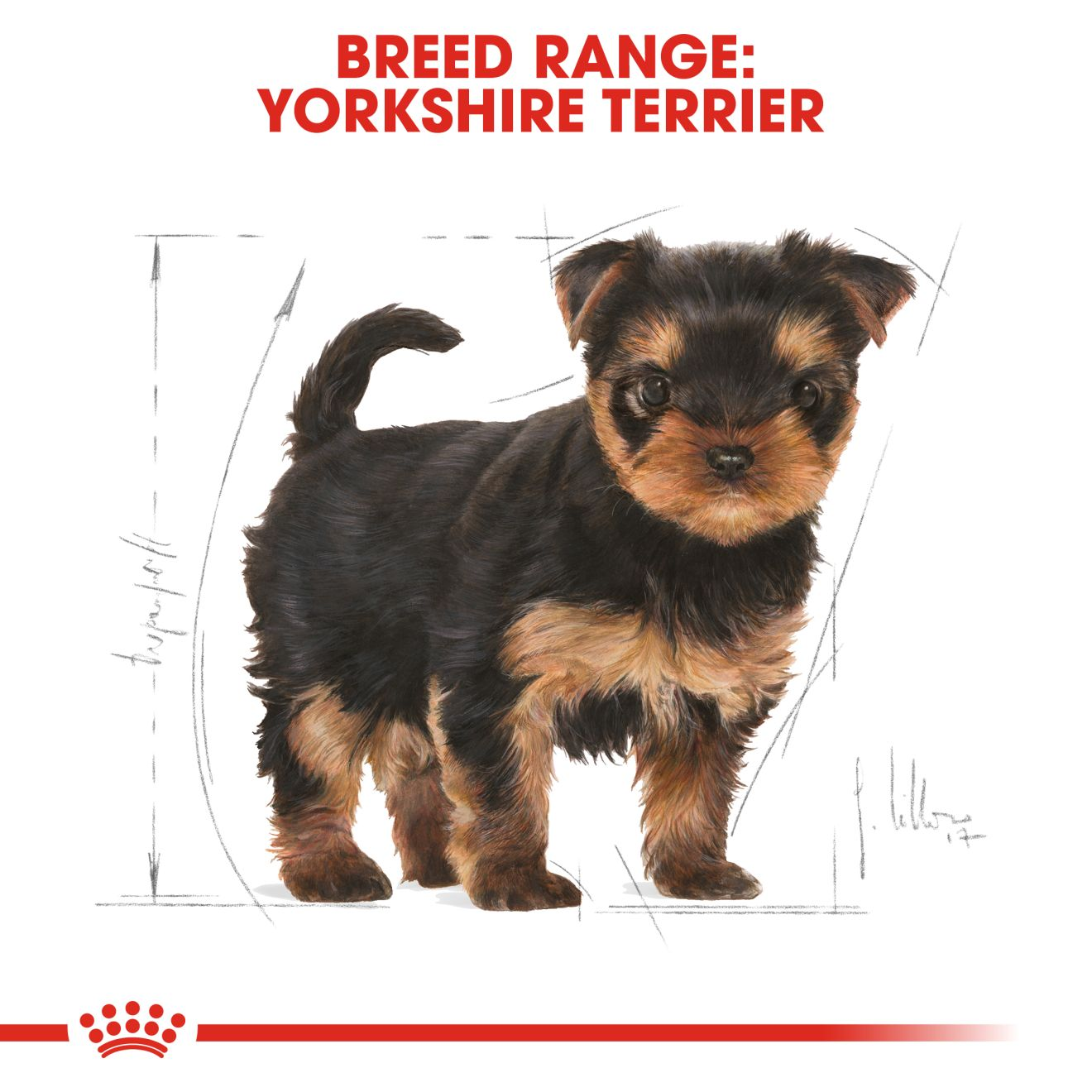 อาหารลูกสุนัข พันธุ์ยอร์คไชร์ เทอร์เรีย ชนิดเม็ด (YORKSHIRE TERRIER PUPPY)