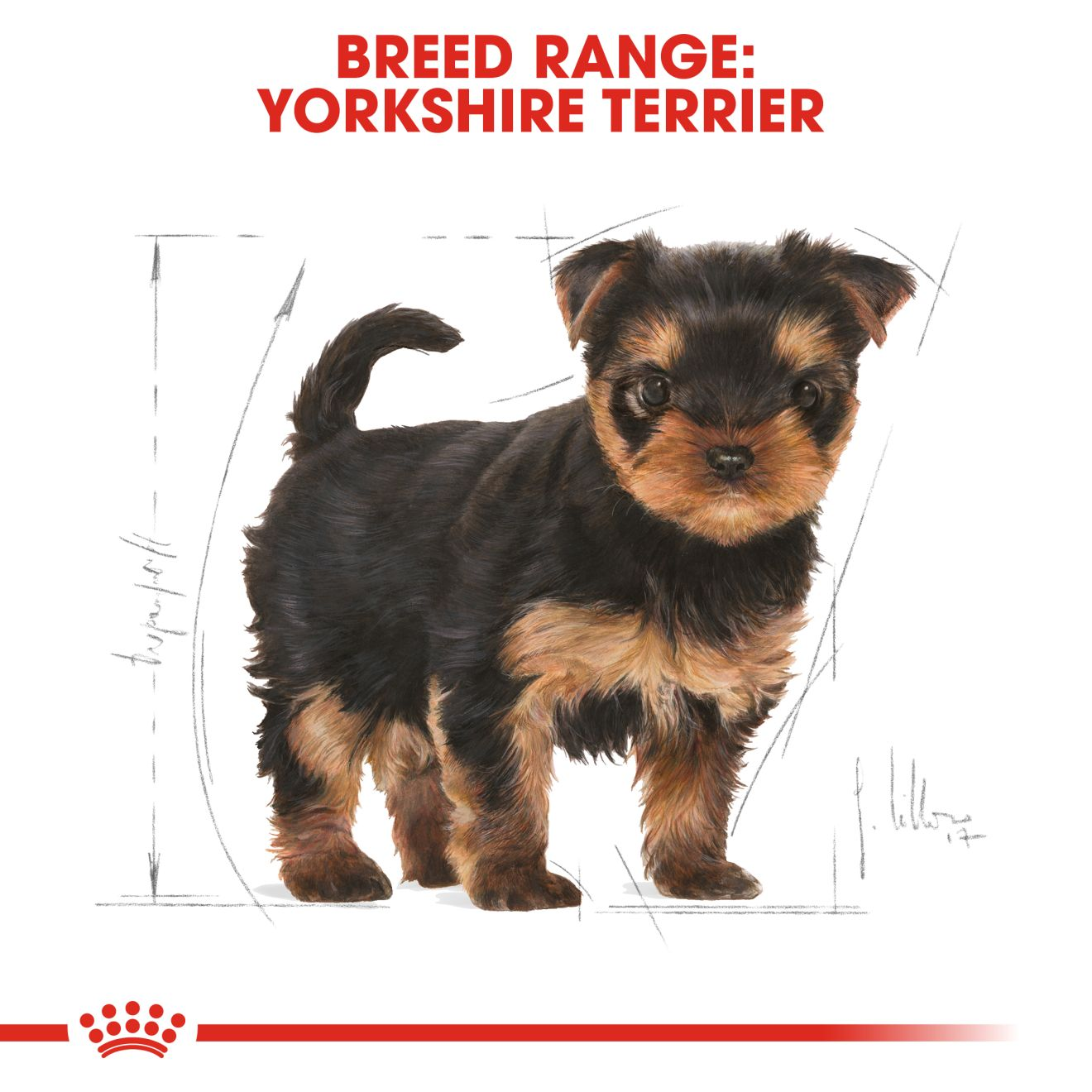 royal canin yorkshire terrier puppy