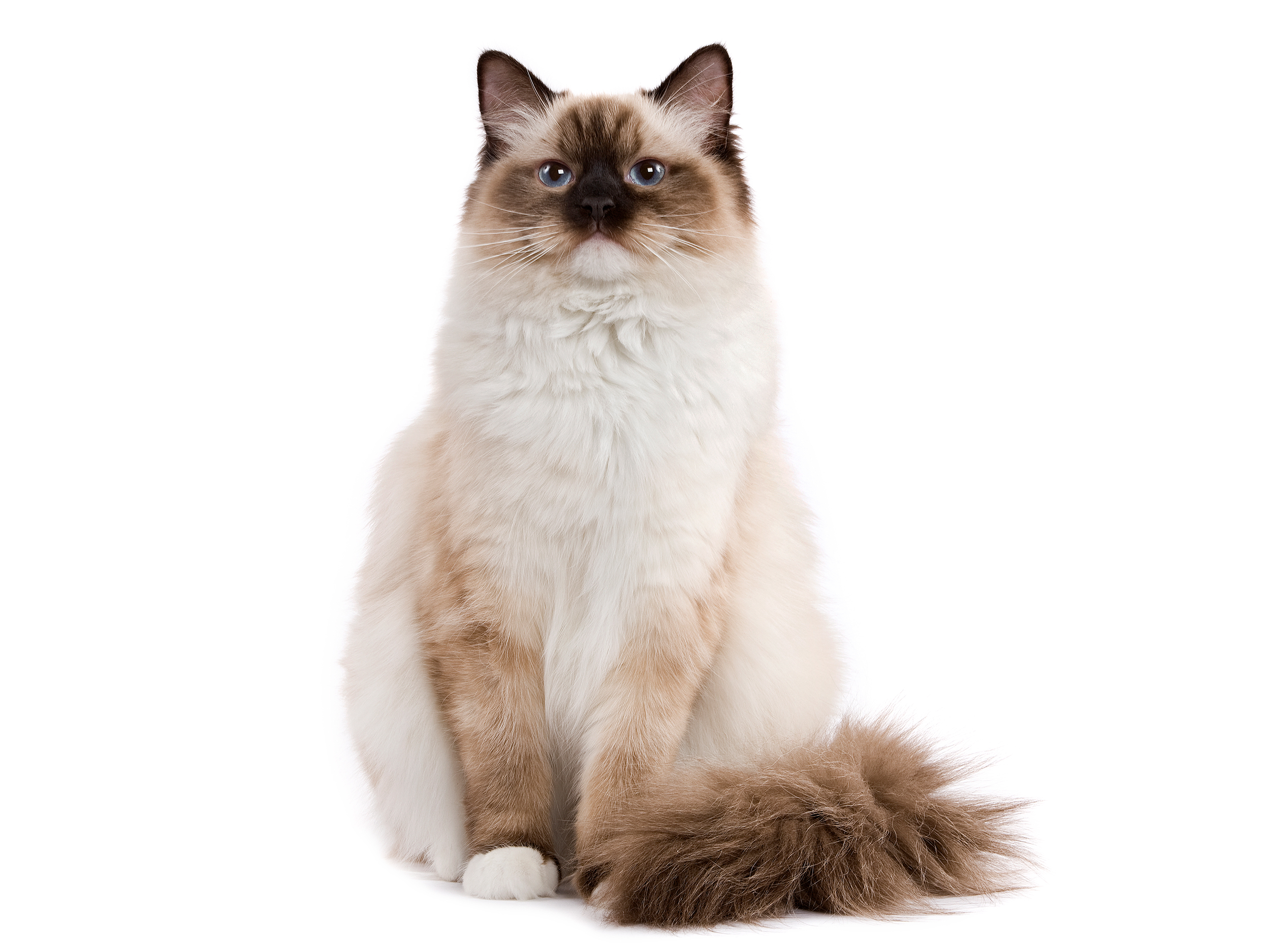 Kucing Ragdoll dewasa dalam gambar hitam putih