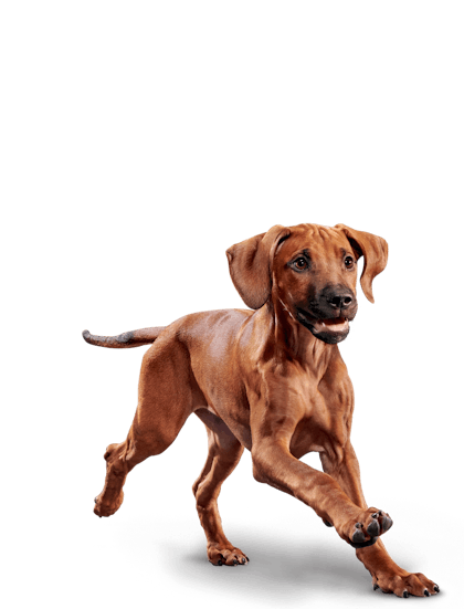 Eukanuba-Hero Image-Puppy-LargeBreed-Chicken_Emblematic