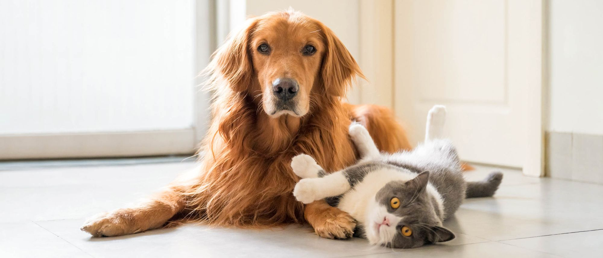 Voksen kat og hund, som ligger sammen indendørs på et køkkengulv