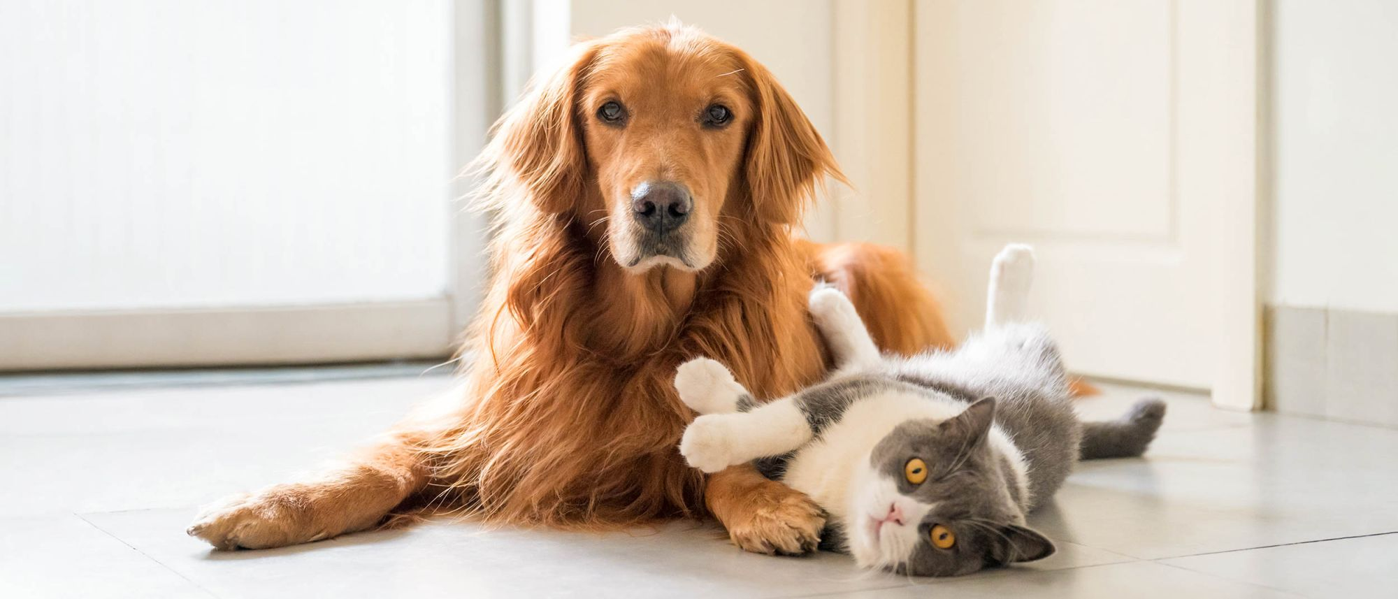 Vuxen katt och hund som ligger tillsammans inomhus på ett köksgolv