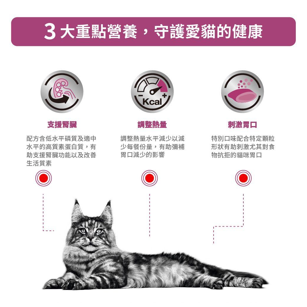 成貓腎臟精選處方