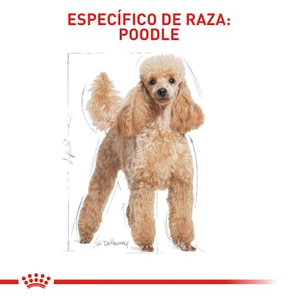 POODLE ADULT COLOMBIA 4