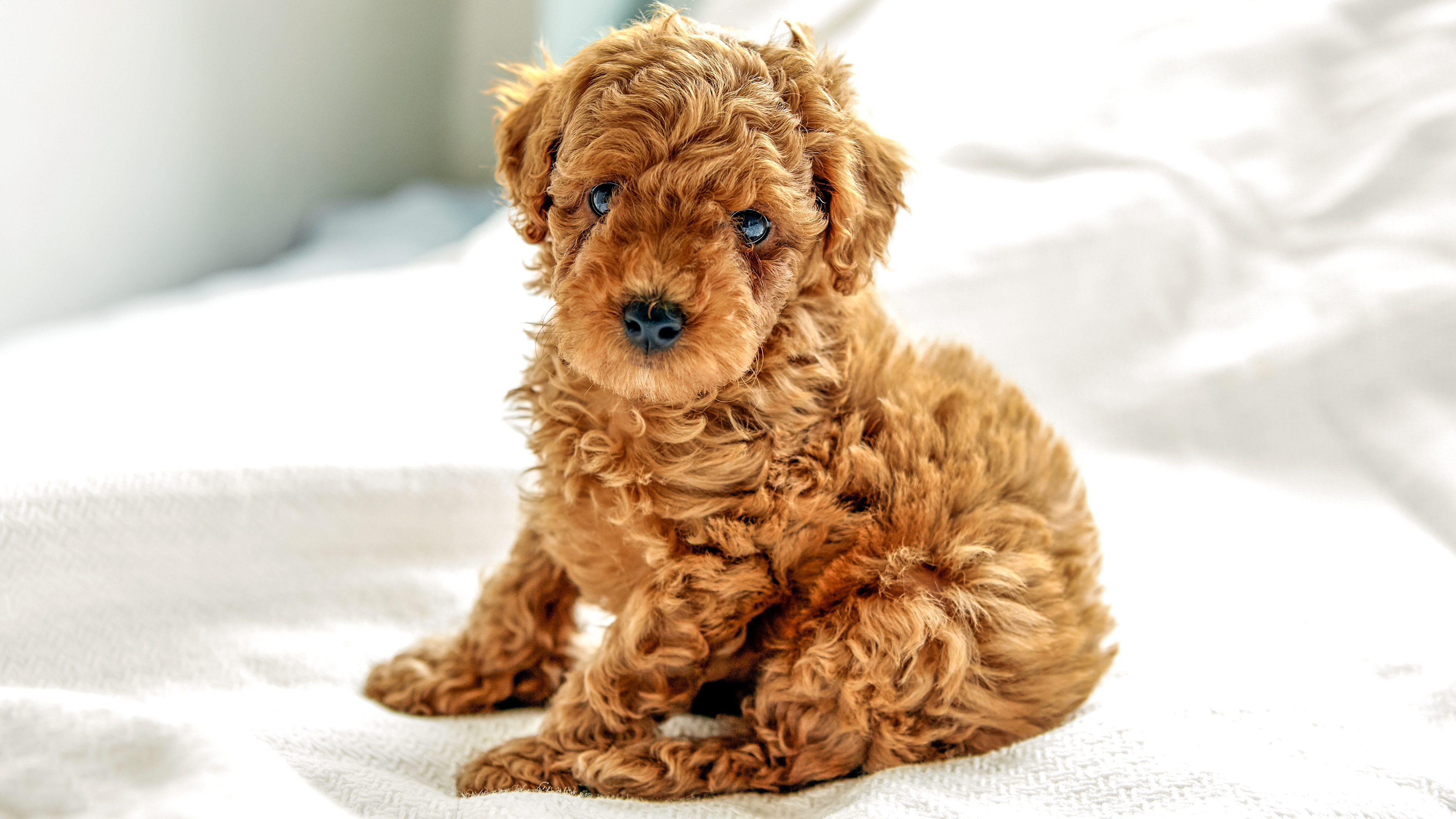 Poodle puppy sitting down on a white sheet