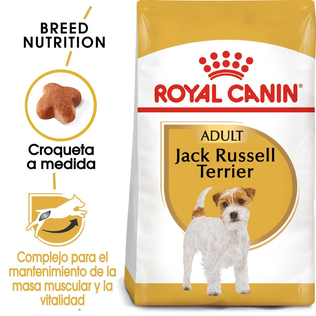Jack Russel Adult