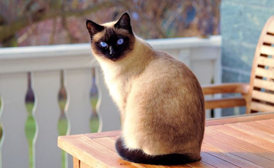 貓咪結紮前，獸醫師會幫貓咪做哪些檢查？