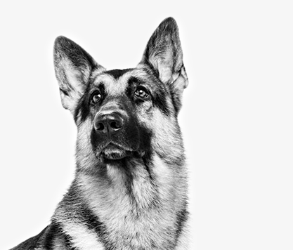 black and white german shepherd