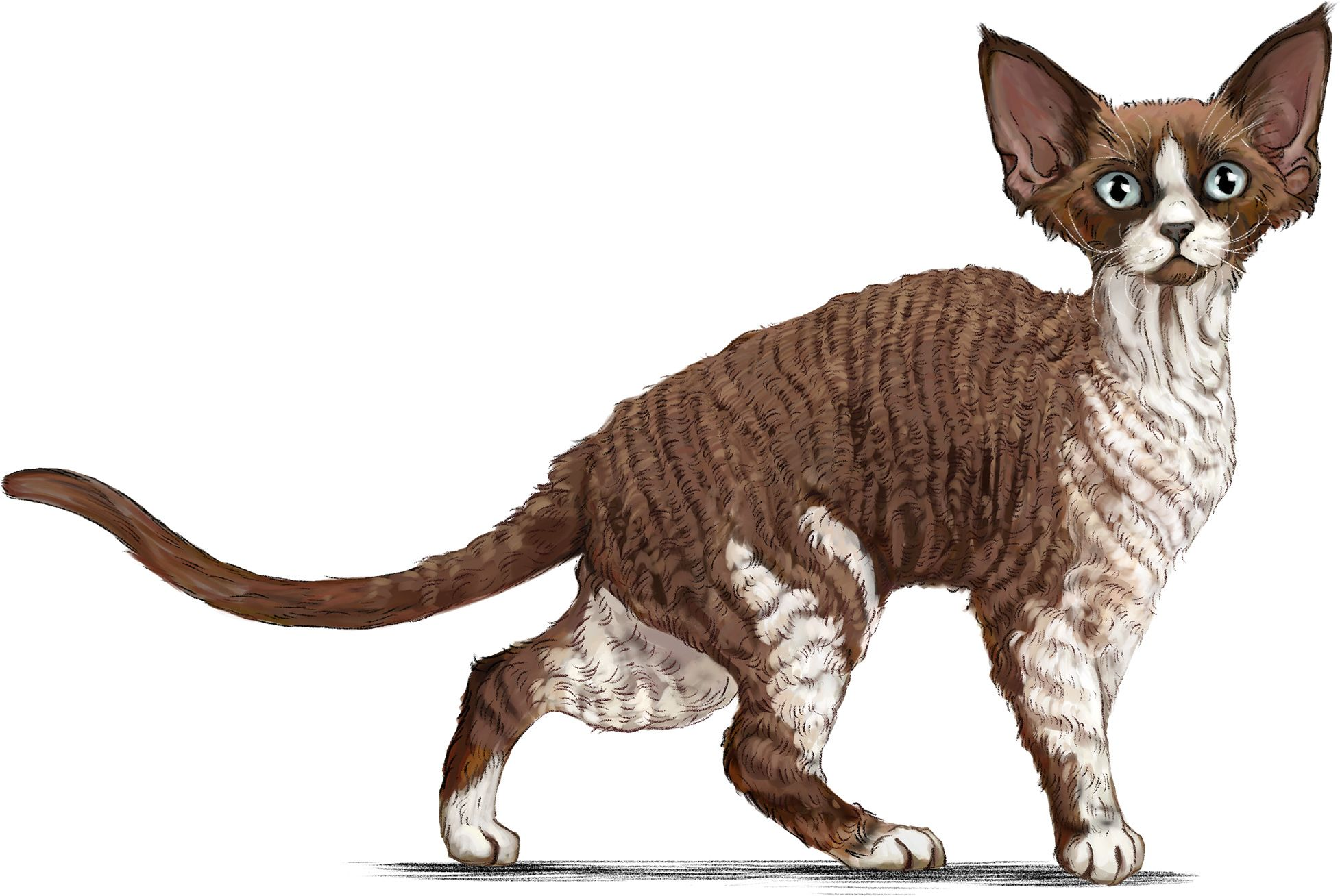 Ilustración de Devon Rex marrón y blanco