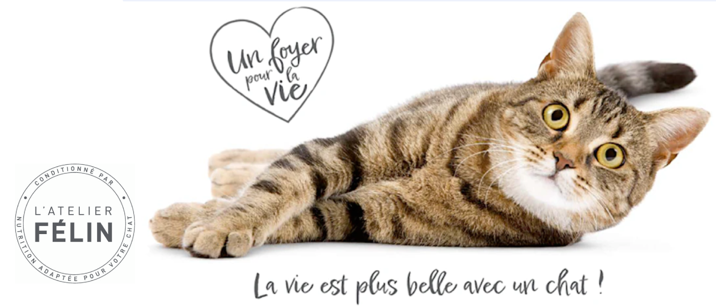 Chat à  adopter à l'atelier féliin le 5 novembre 2022