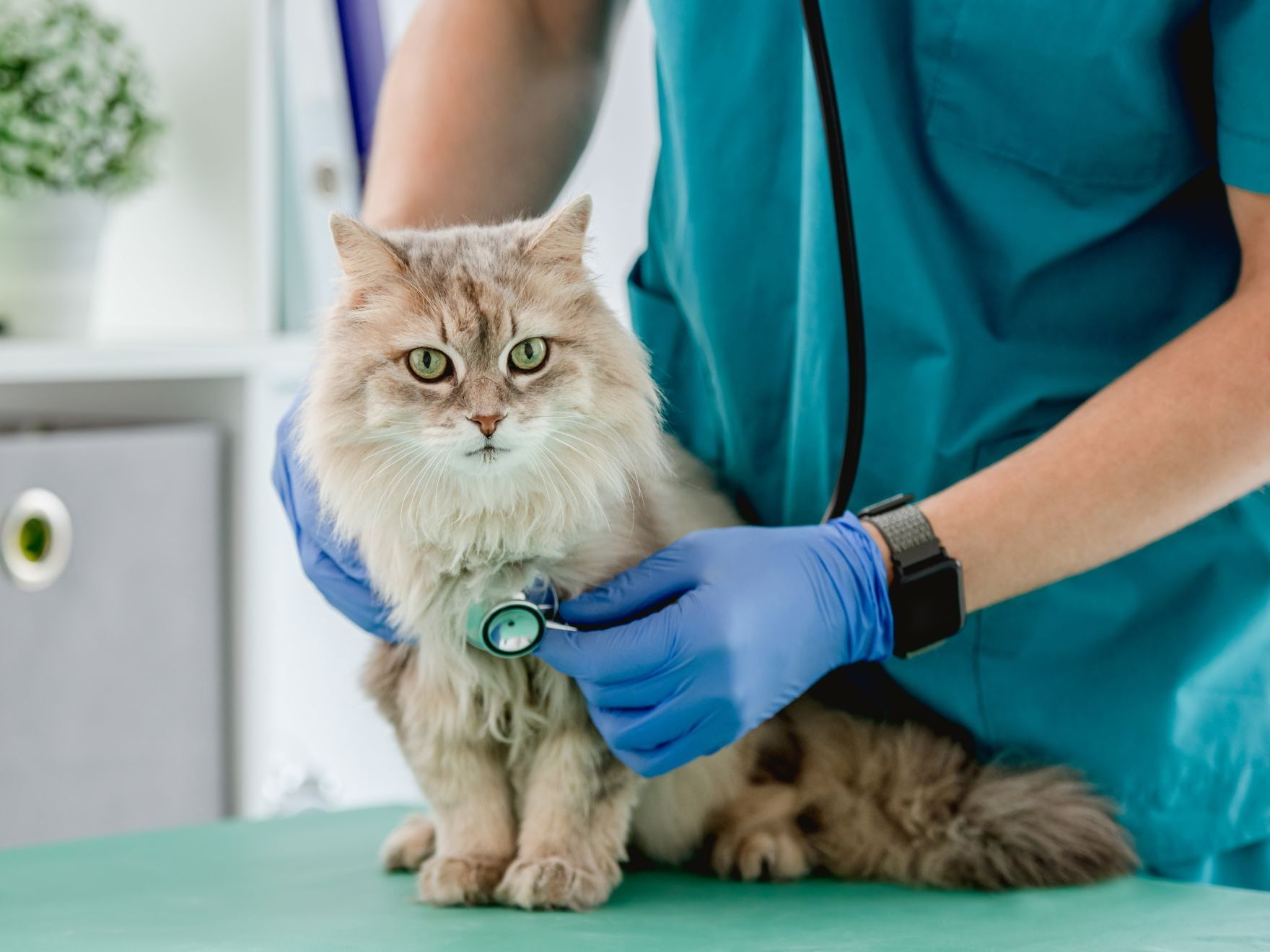kat die luistert naar dierenarts met stethoscoop tijdens een afspraak in een dierenkliniek