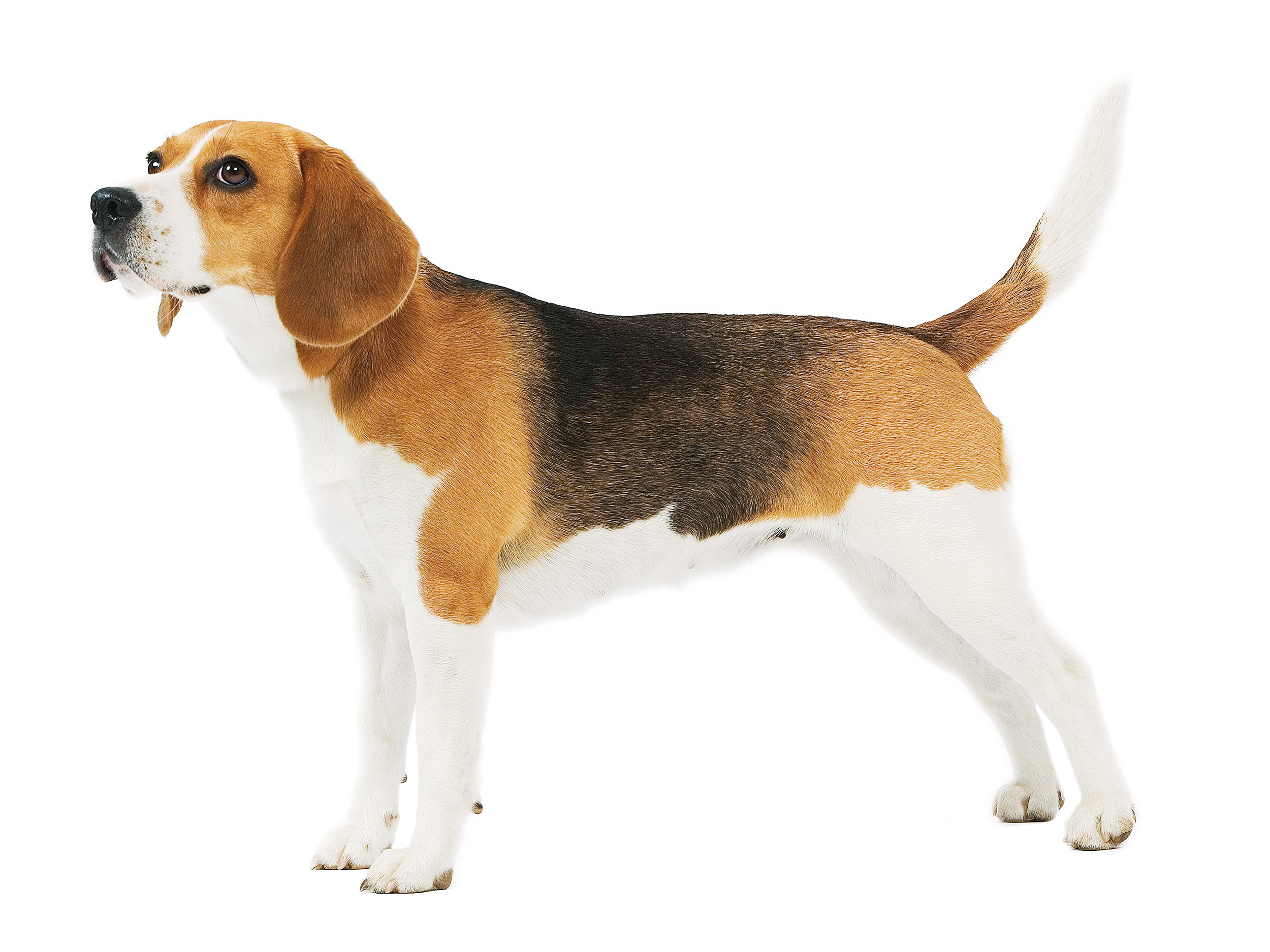 Beagle adult în picioare, cu alb și negru