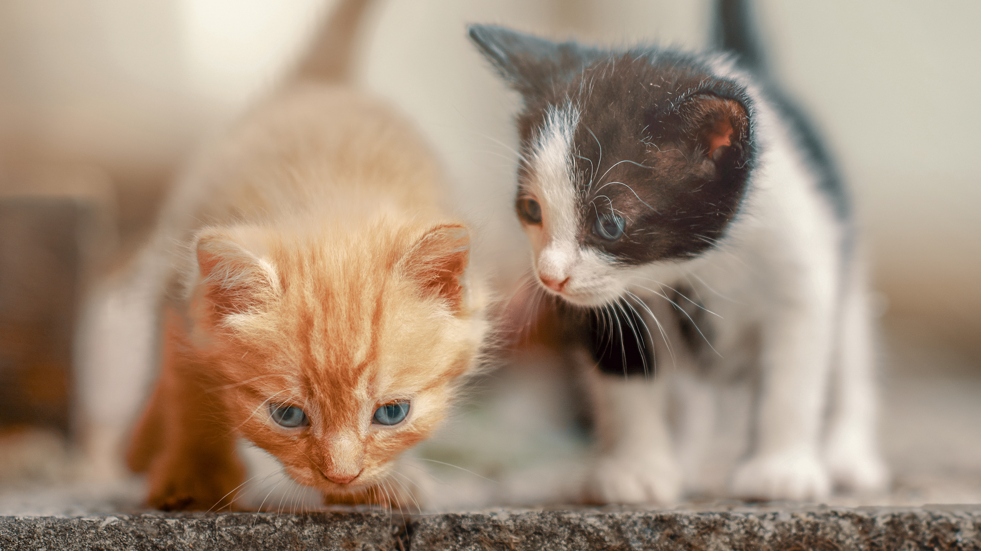 A ginger and a black and white kitten standing on a step outdoors