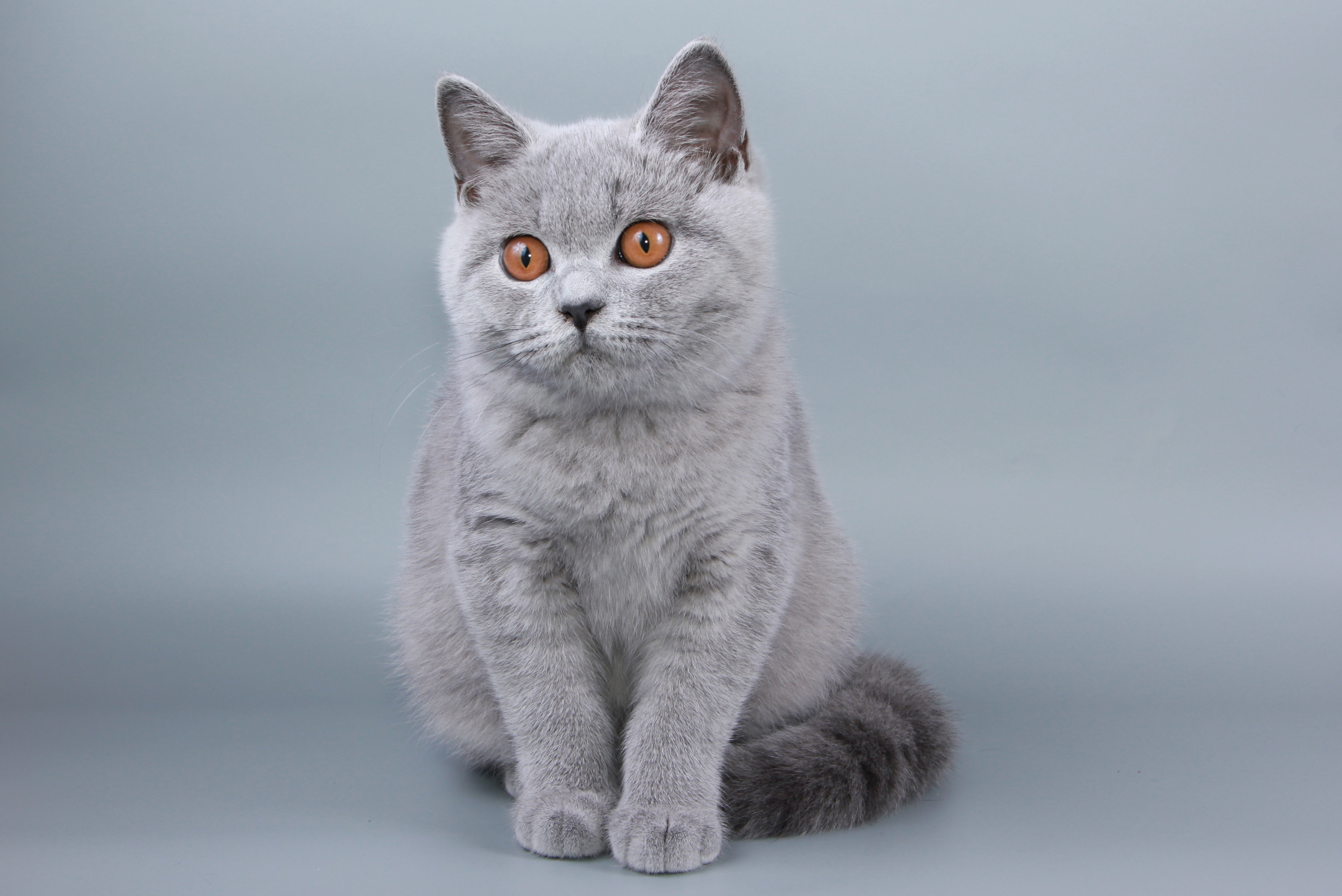 Английские кошки: фото, описание и характеристики - узнайте все о породе