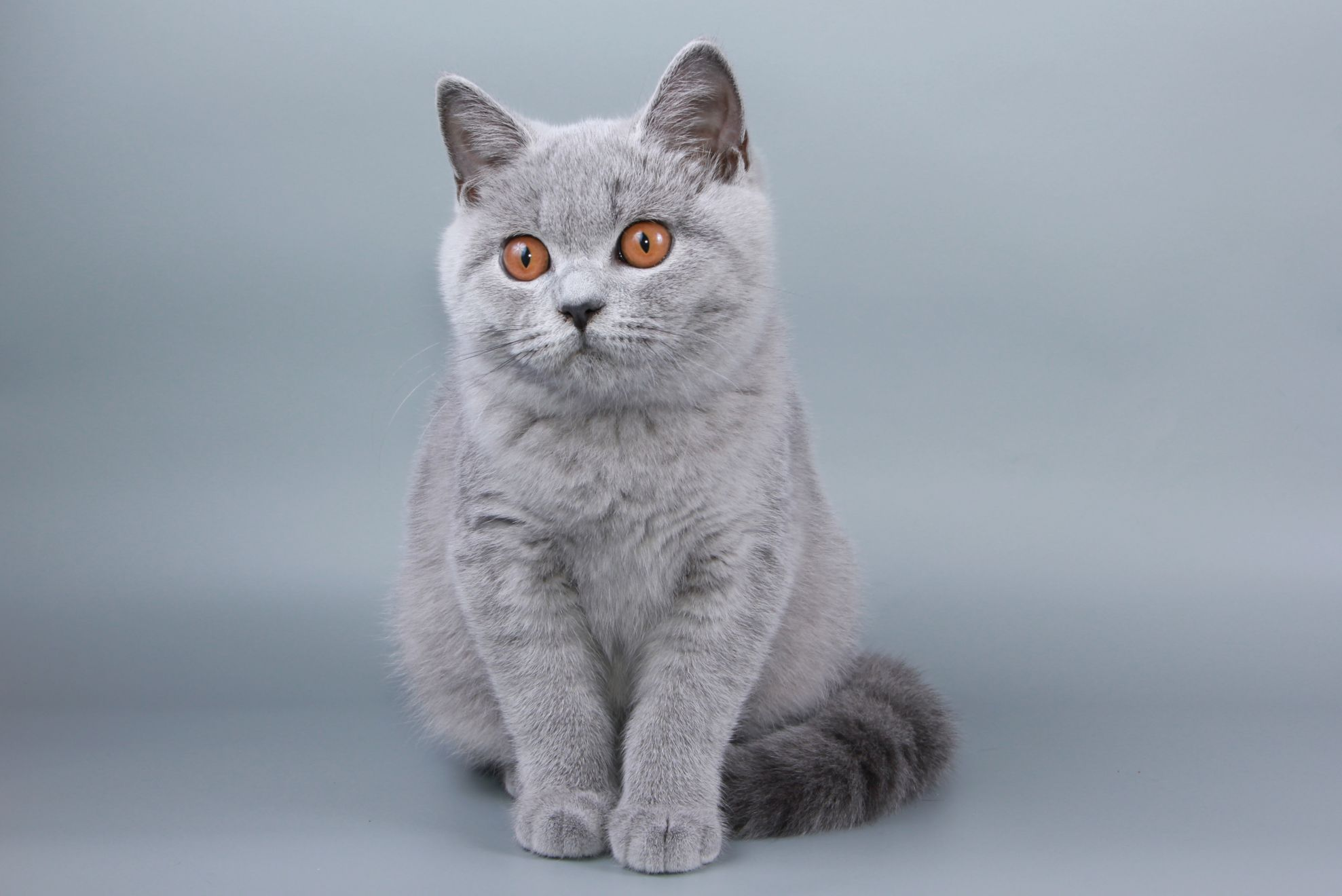 британская кошка с прямыми ушами