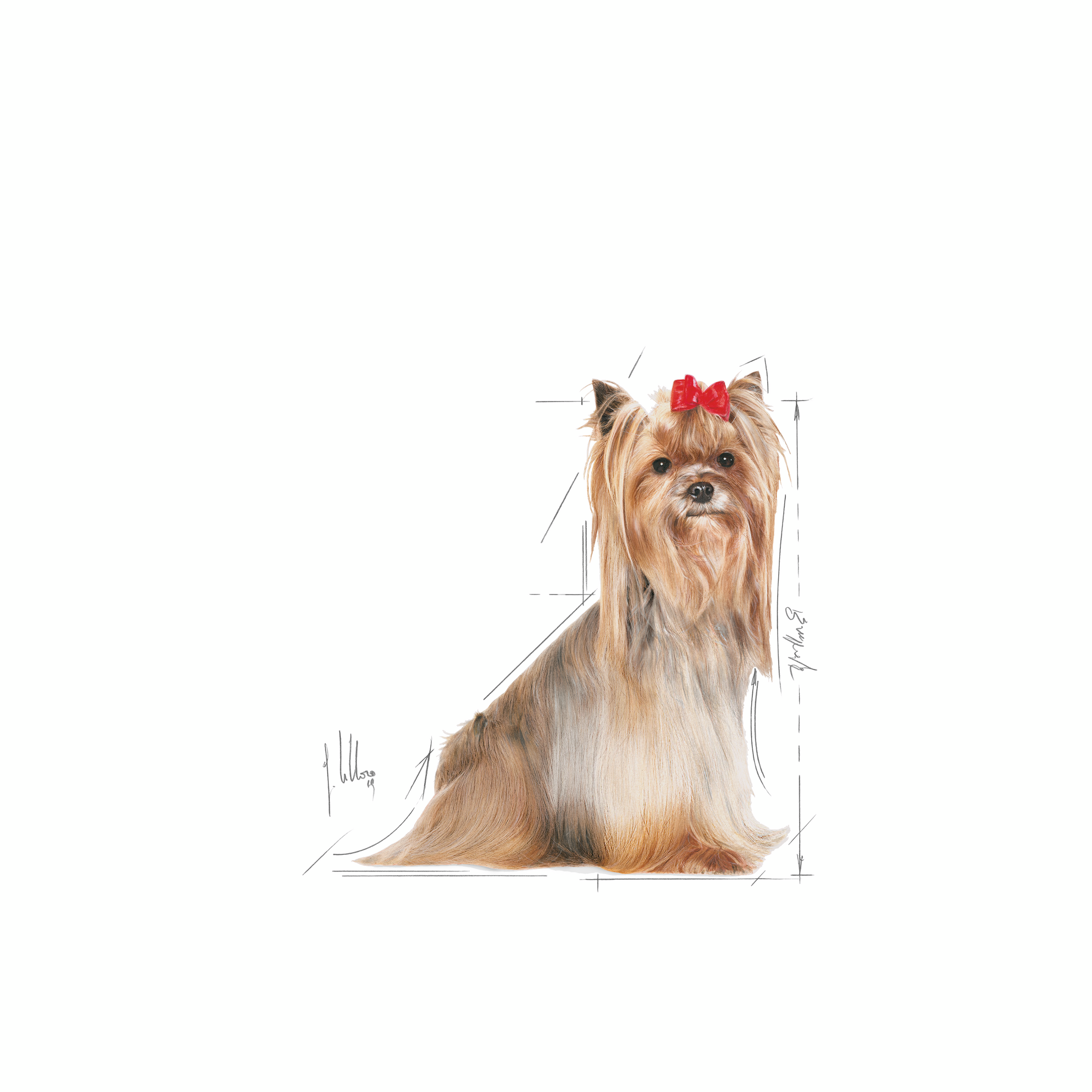 Royal canin yorkshire terrier hot sale senior