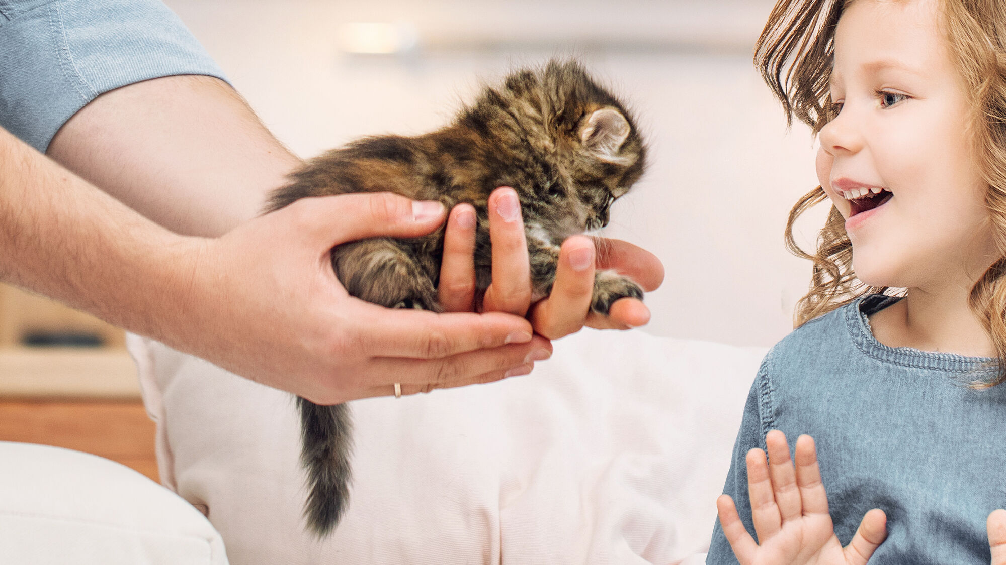 Possesseur tenant un chaton pour le présenter à un jeune enfant