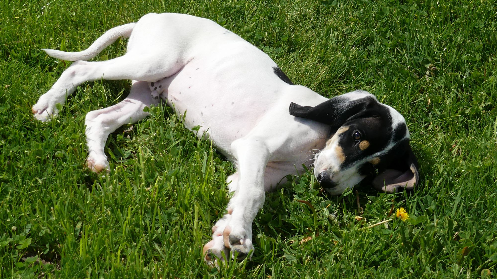 Ariegeois puppy sitting on grass