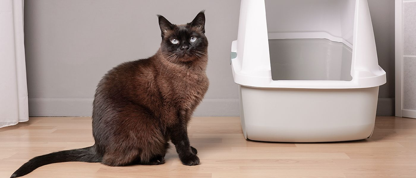 Strong urine smell 2024 cat litter box