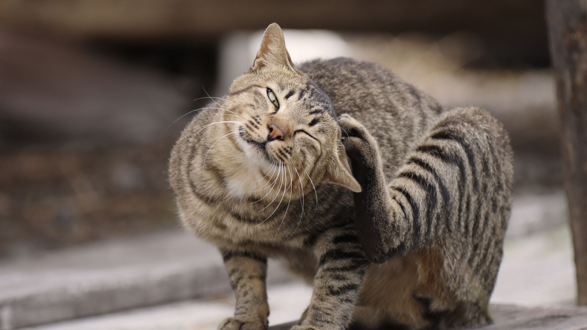 Brown cat scratching head with paw