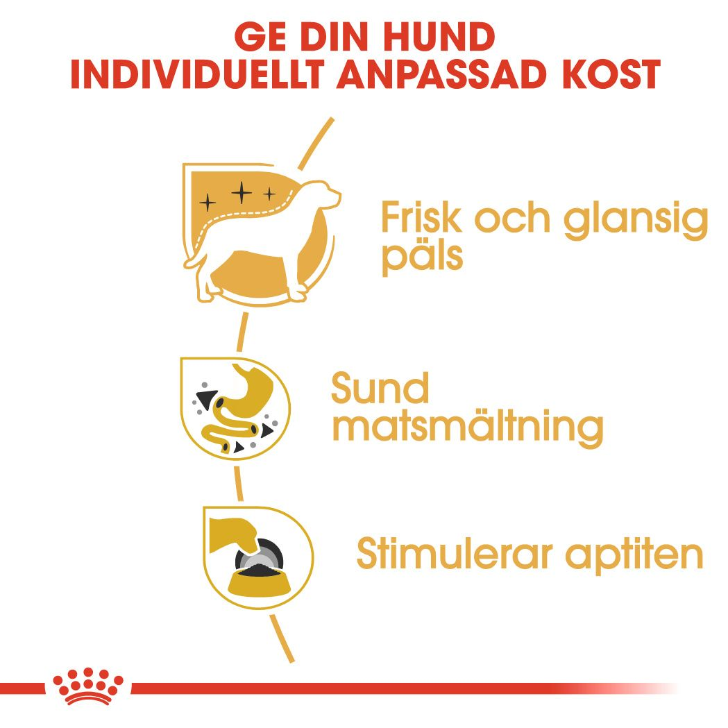 Chihuahua Adult Loaf