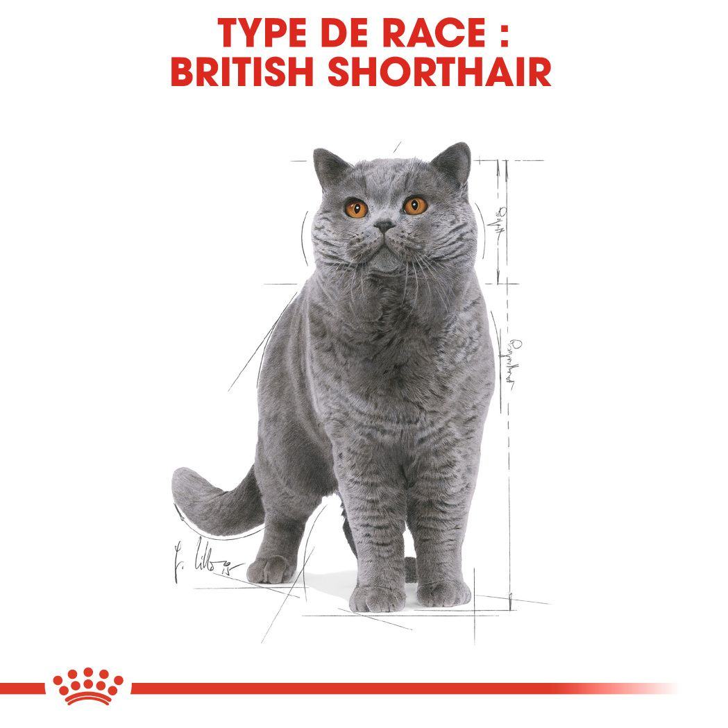 British Shorthair Adult Loaf (pâtée en sauce)