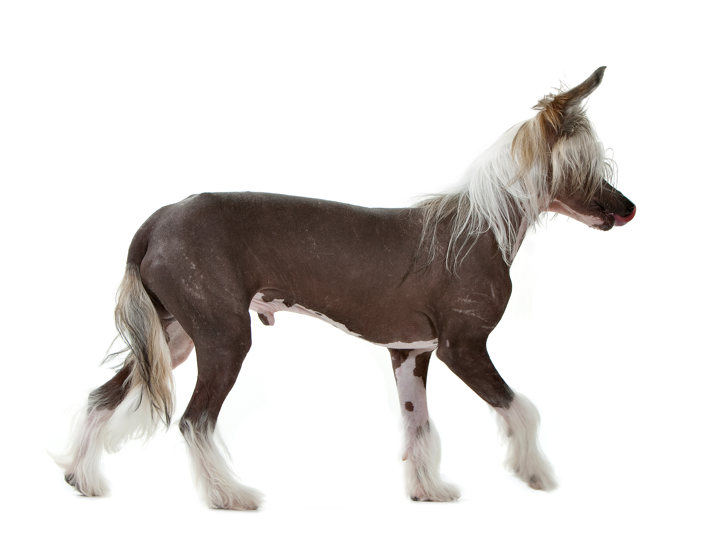 Chinese Crested Dog adult in black and white