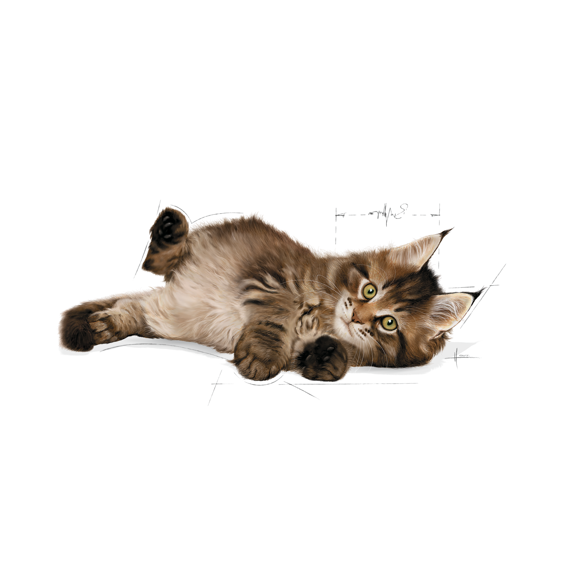 Maine Coon Kitten Royal Canin Norway