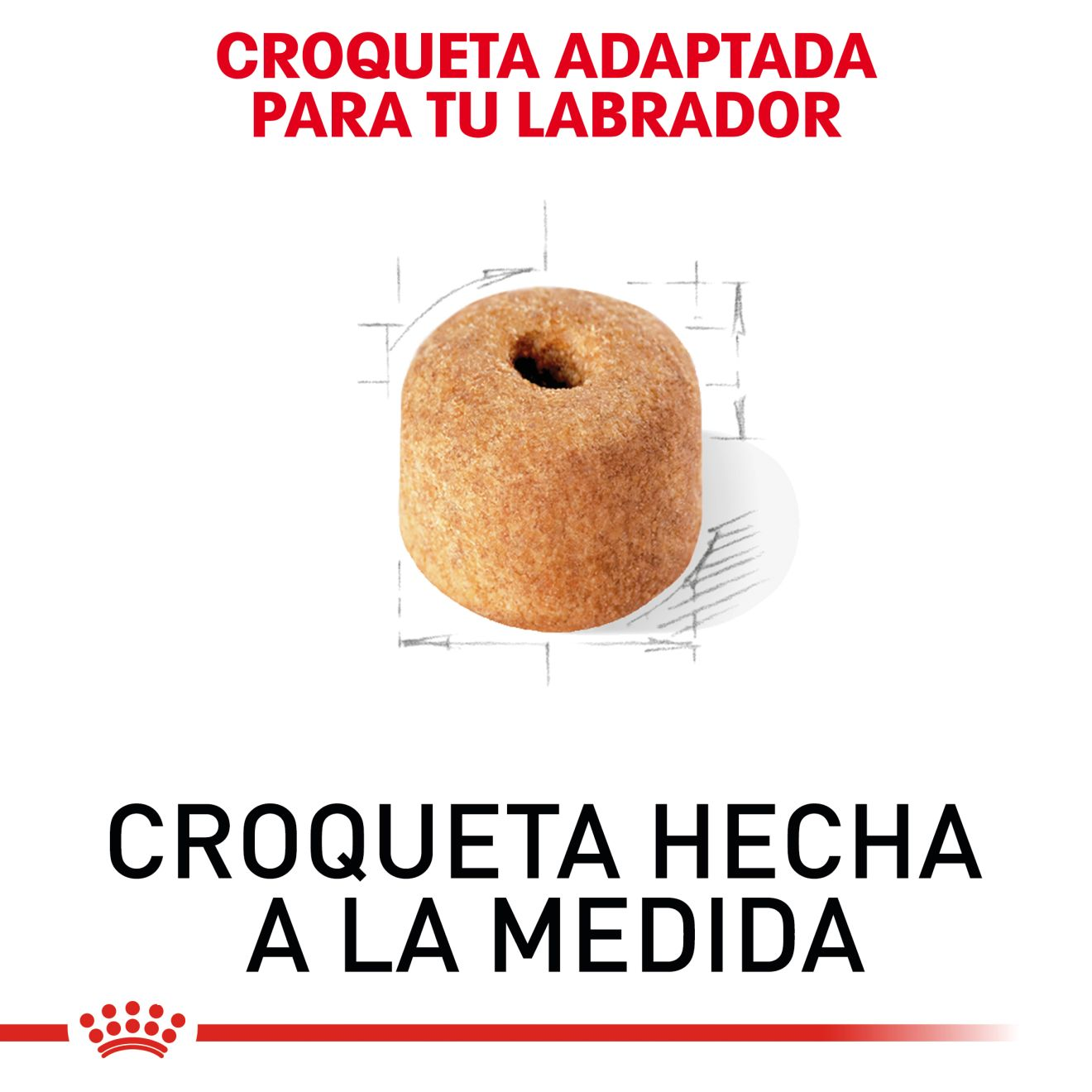 Labrador Retriever Adulto