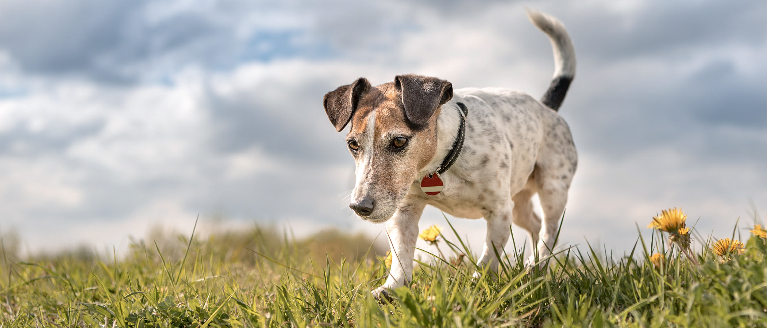 Jack Russell Terrier adulto caminando por un campo con la cara cerca del césped.