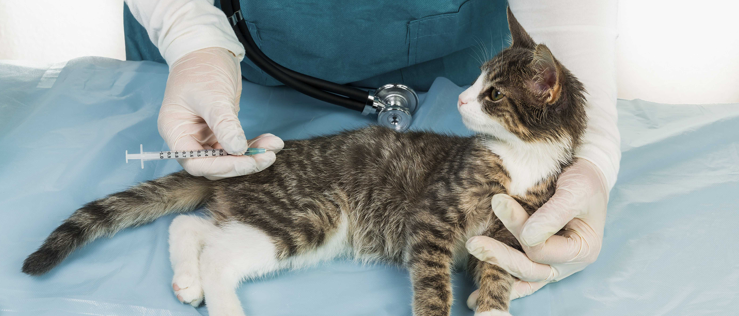 Gatito acostado sobre una camilla de veterinario recibiendo una vacuna