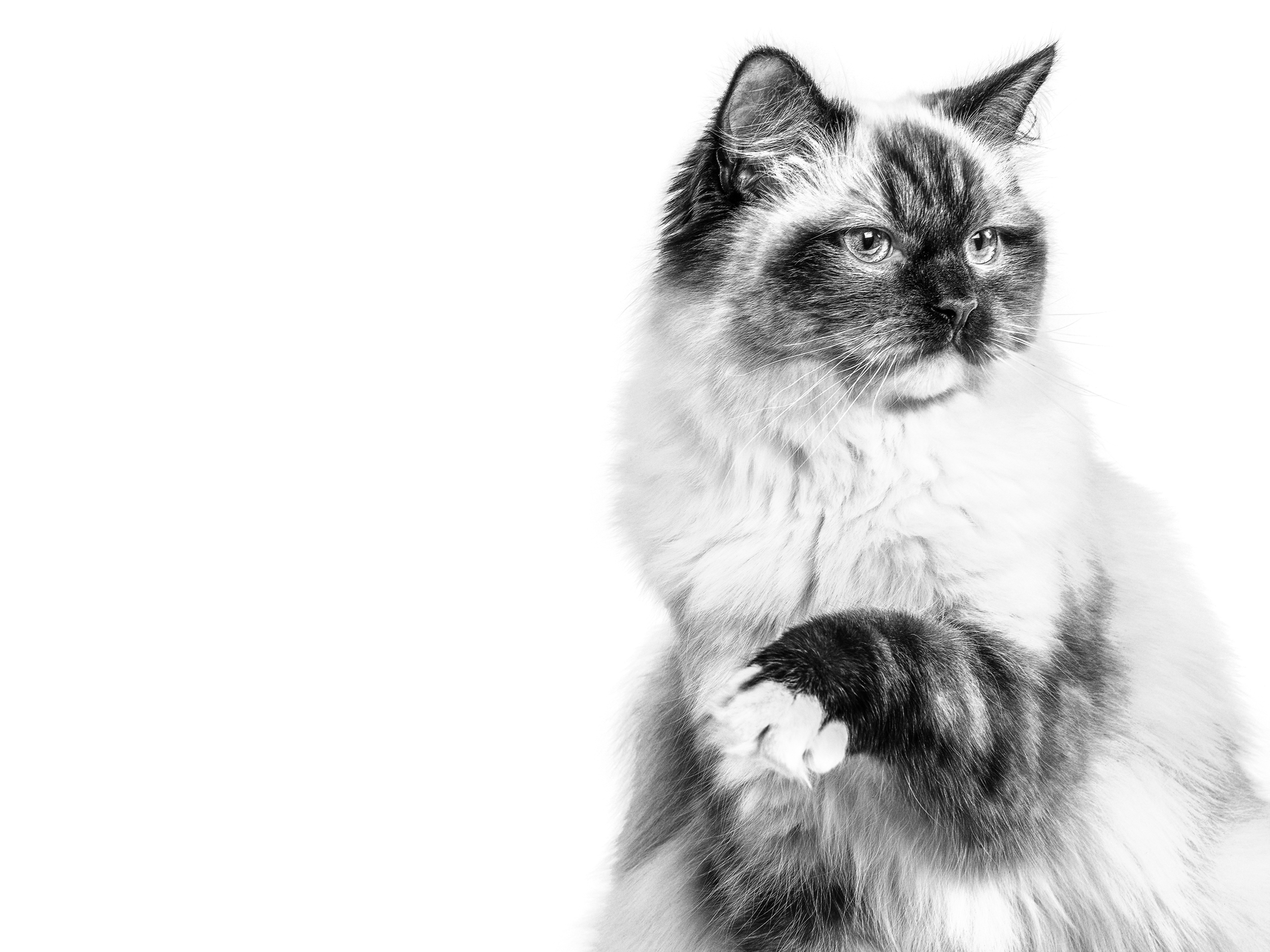 Ragdoll adult in black and white