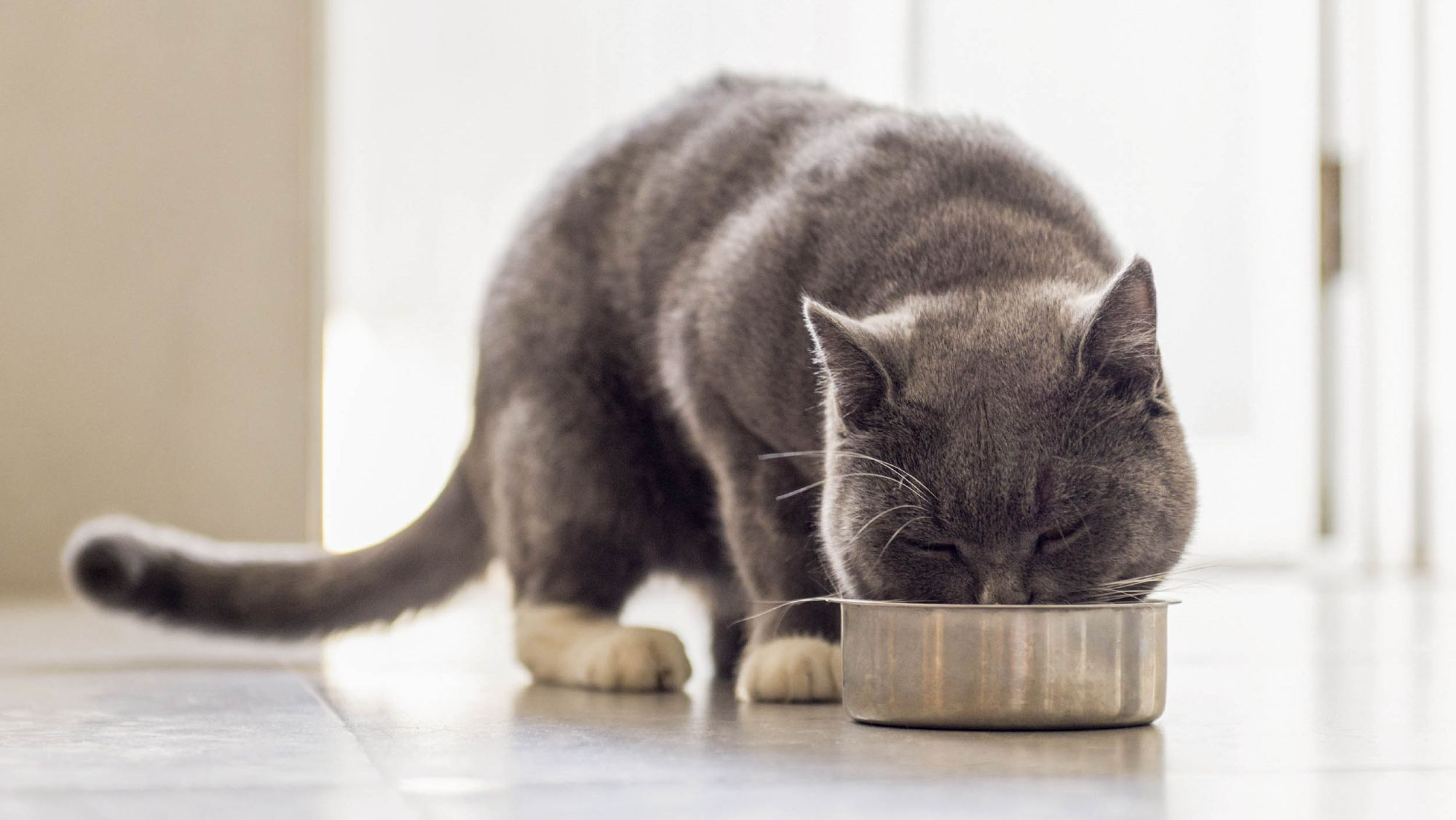 Gato British Shorthair adulto comiendo de un comedero plateado