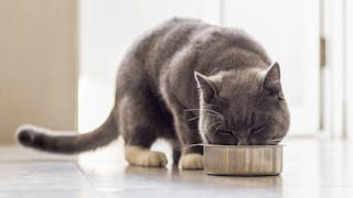 Yetişkin British Shorthair kedi, gümüş renkli bir kaseden yemek yiyor