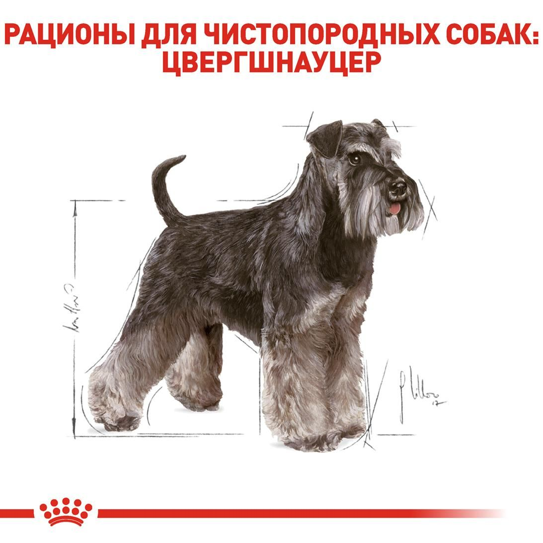 Miniature Schnauzer Adult