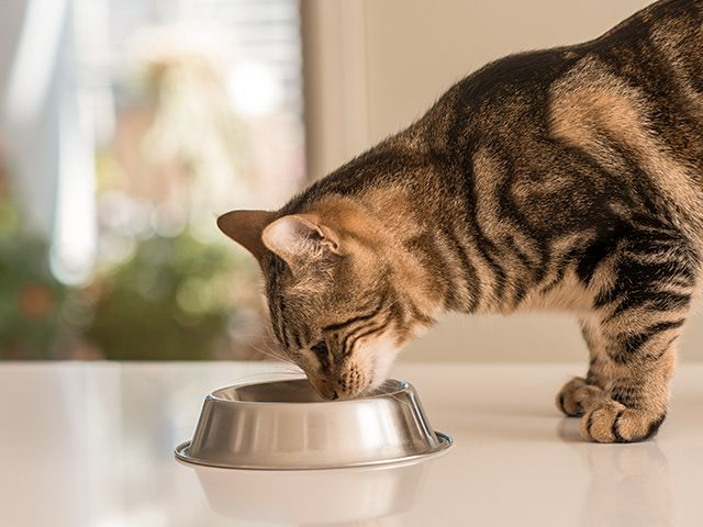 Best cat food for urinary clearance tract