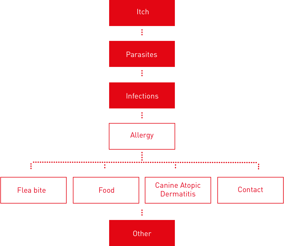 Skin conditions in dogs Royal Canin IN