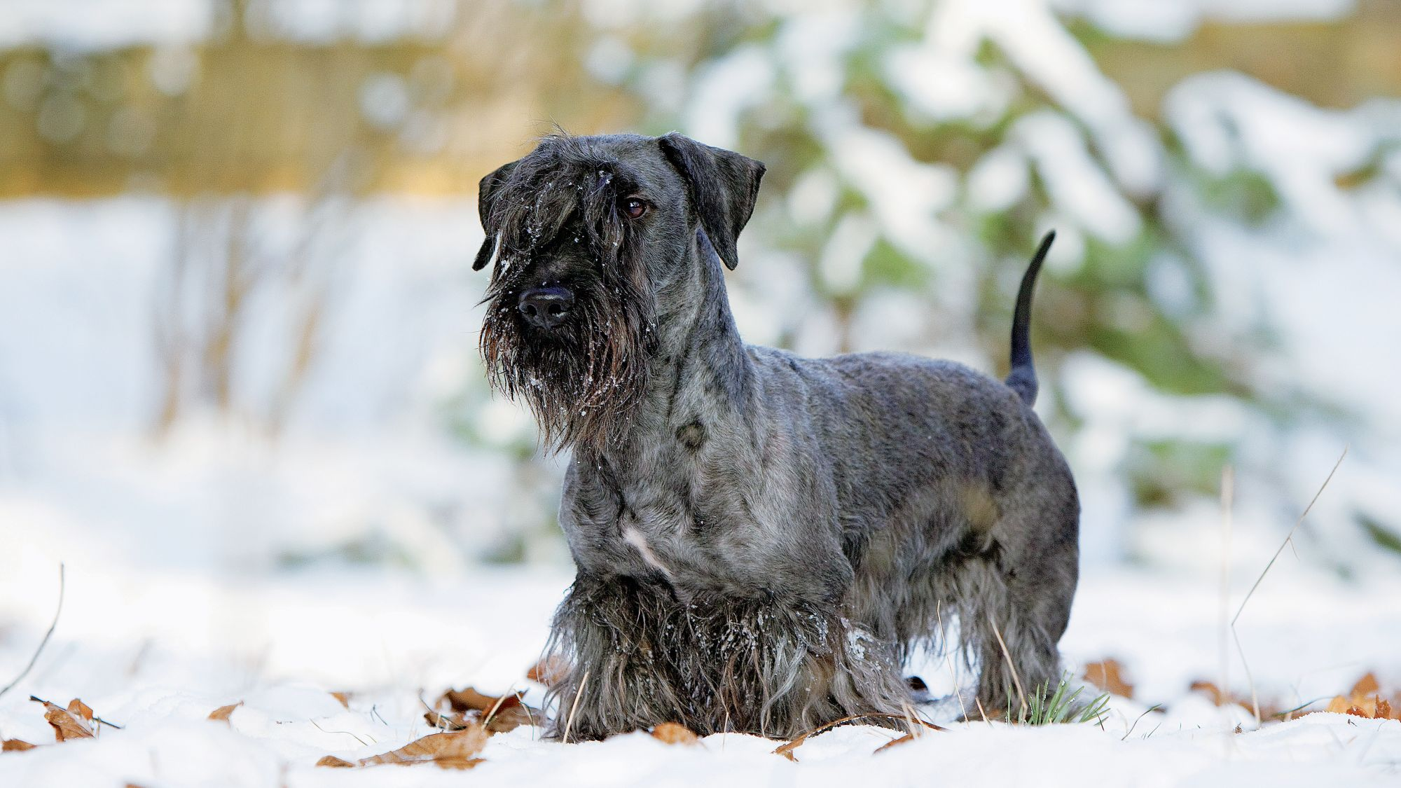 Cesky Terrier standing in snow